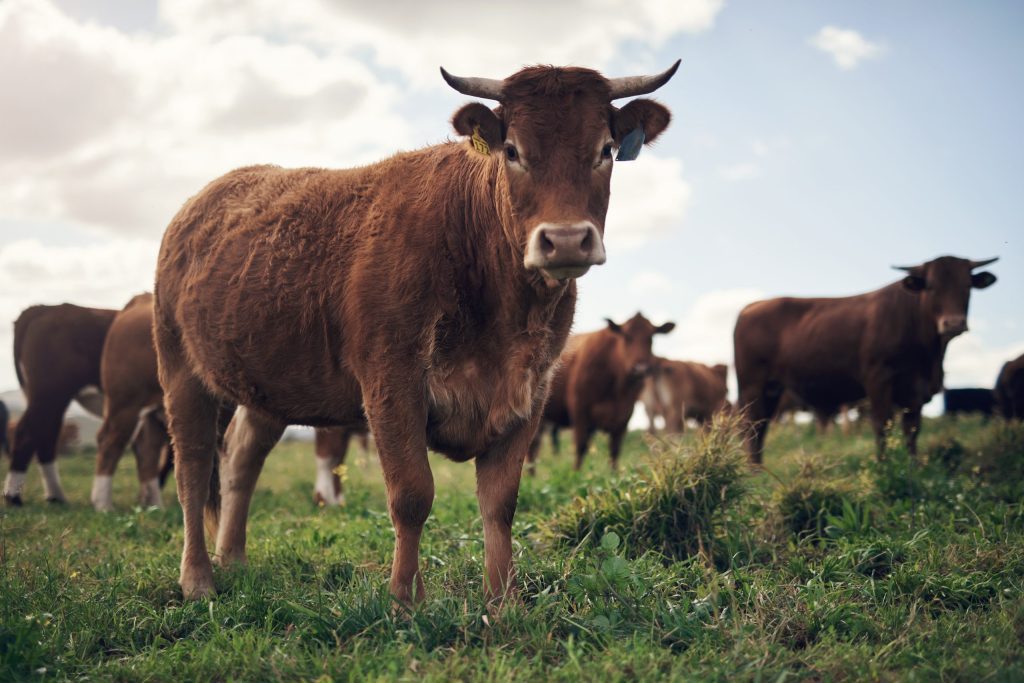 Brown cows in a field