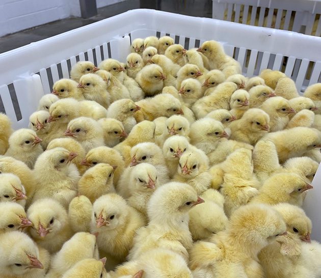 Baby chicks in poultry farm