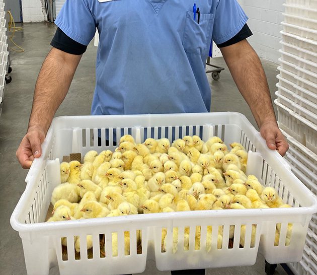 Team Member holding chicks | New Hamburg